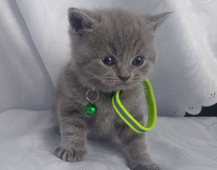 British Shorthair kitten