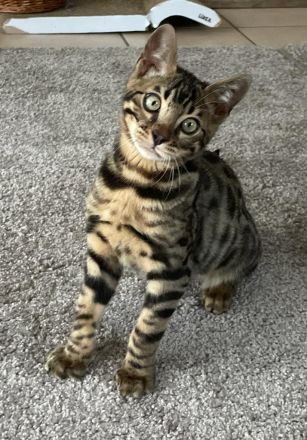 Bengalische Kater mit Stammbaum zu verkaufen.