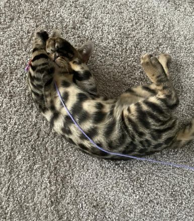 Bengalische Kater mit Stammbaum zu verkaufen.