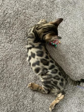Bengalische Kater mit Stammbaum zu verkaufen.