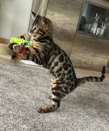 Bengalische Kater mit Stammbaum zu verkaufen.