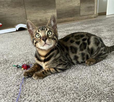 Bengalische Kater mit Stammbaum zu verkaufen.