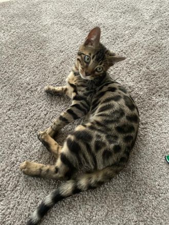 Bengalische Kater mit Stammbaum zu verkaufen.