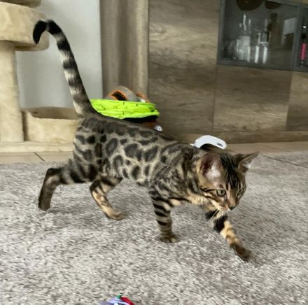Bengalische Kater mit Stammbaum zu verkaufen.