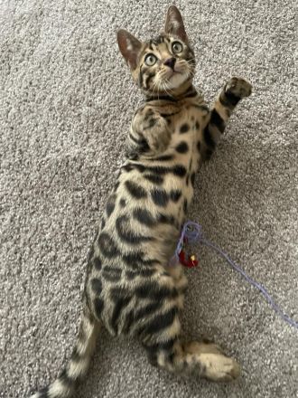 Bengalische Kater mit Stammbaum zu verkaufen.