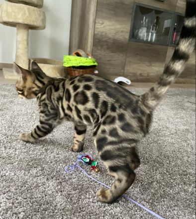 Bengalische Kater mit Stammbaum zu verkaufen.