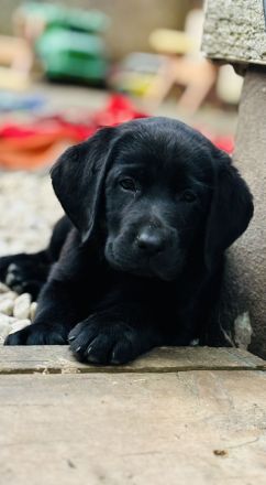 Labradorwelpen suchen ein Heim für immet