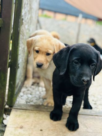 Labradorwelpen suchen ein Heim für immet