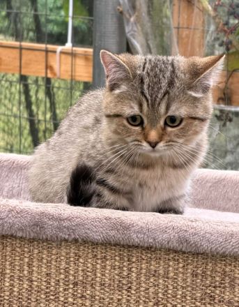 BKH  Kitten Stammbaum, geimpft,Chipt, Gesundheitszeunis