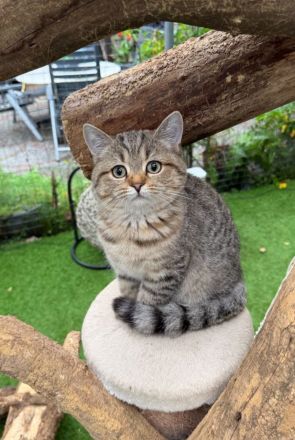 BKH  Kitten Stammbaum, geimpft,Chipt, Gesundheitszeunis