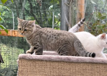 BKH  Kitten Stammbaum, geimpft,Chipt, Gesundheitszeunis