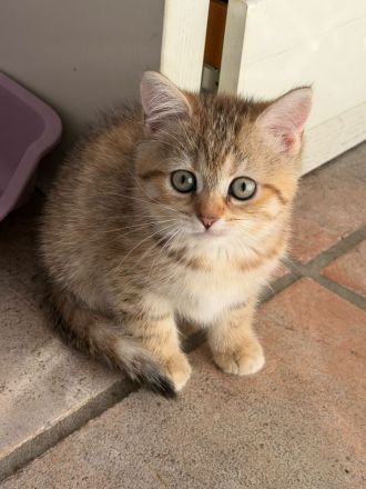 BKH Kitten Stammbaum, geimpft,Chipt, Gesundheitszeunis