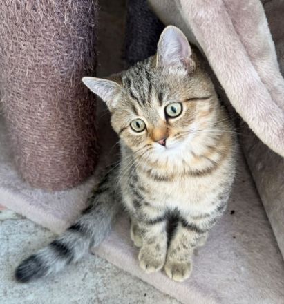 BKH  Kitten Stammbaum, geimpft,Chipt, Gesundheitszeunis