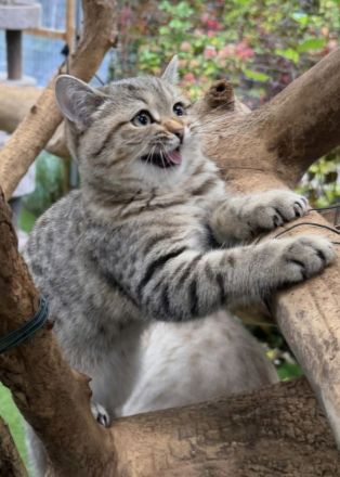 BKH  Kitten Stammbaum, geimpft,Chipt, Gesundheitszeunis