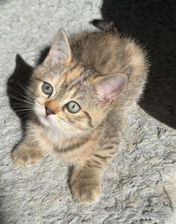 BKH Kitten Stammbaum, geimpft,Chipt, Gesundheitszeunis