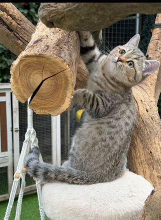 BKH  Kitten Stammbaum, geimpft,Chipt, Gesundheitszeunis