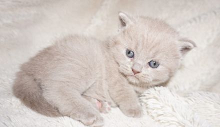 Reinrassige BKH Lilac Kitten