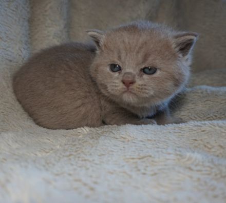 Reinrassige BKH Lilac Kitten