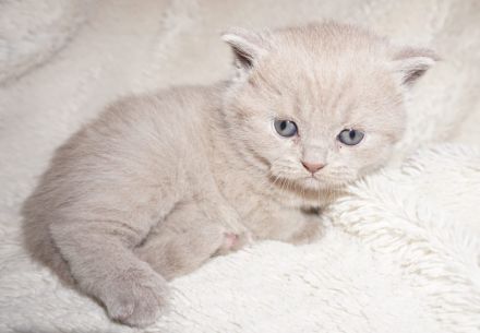 Reinrassige BKH Lilac Kitten