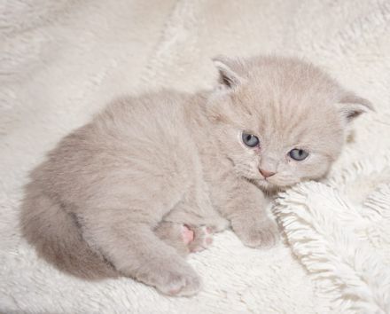 Reinrassige BKH Lilac Kitten