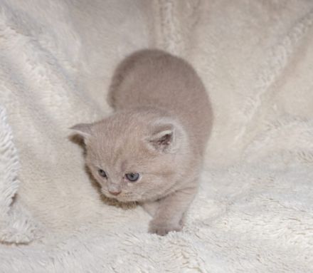 Reinrassige BKH Lilac Kitten