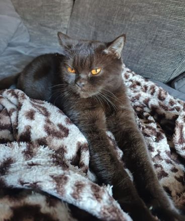 Reinrassige BKH Lilac Kitten