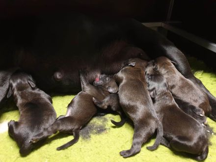 Staffordshire Bullterrier