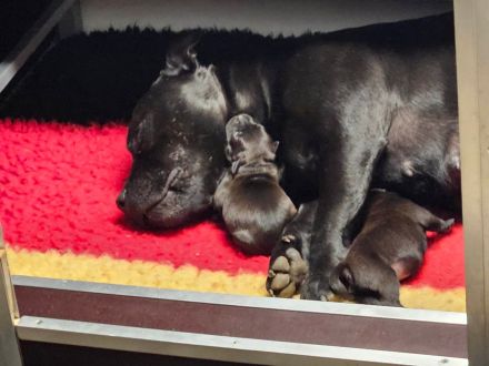 Staffordshire Bullterrier