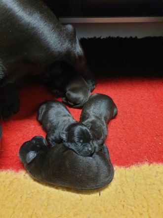 Staffordshire Bullterrier