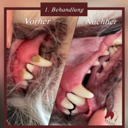 Zahnsteinentfernung für Ihren Hund - ohne Narkose