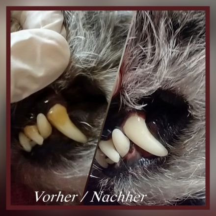 Zahnsteinentfernung für Ihren Hund - ohne Narkose