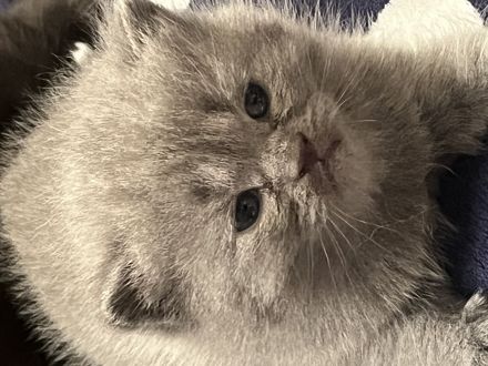 Reinrassige BKH Kitten