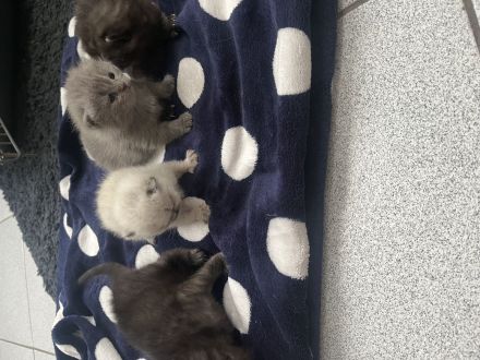Reinrassige BKH Kitten