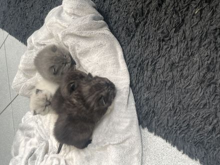 Reinrassige BKH Kitten