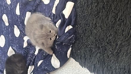 Reinrassige BKH Kitten