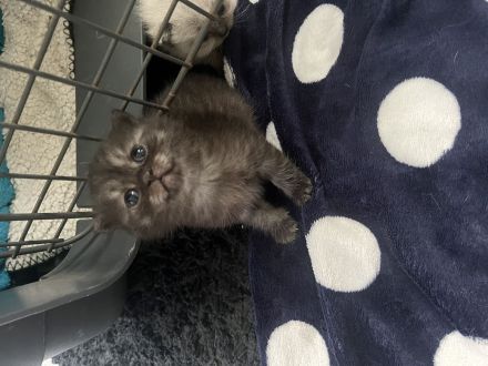 Reinrassige BKH Kitten