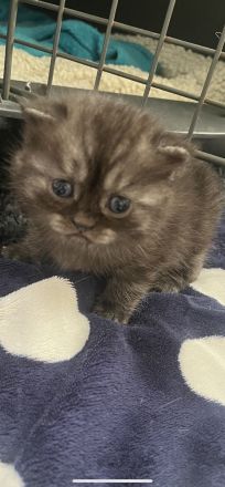 Reinrassige BKH Kitten