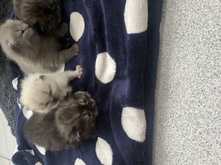 Reinrassige BKH Kitten