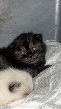 Reinrassige BKH Kitten