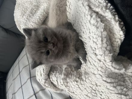 Reinrassige BKH Kitten