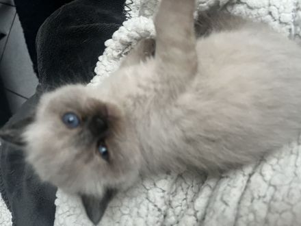 Reinrassige BKH Kitten