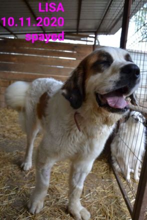 liebe,kastrierte Lisa, geb.10.11.2020, sucht ein Heim wo sie artgerecht leben darf