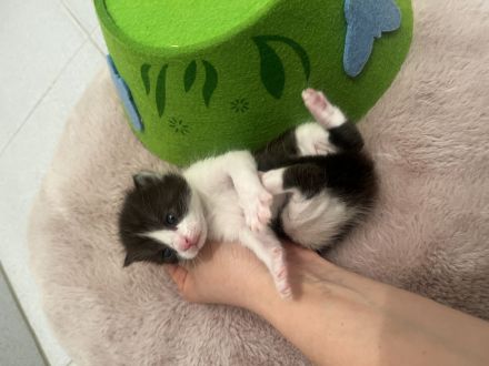 BKH Kitten