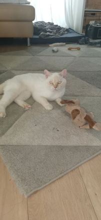 Super niedlicher Deckkater, Bkh Weiß Red Point