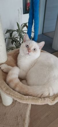 Super niedlicher Deckkater, Bkh Weiß Red Point