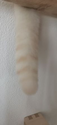 Super niedlicher Deckkater, Bkh Weiß Red Point