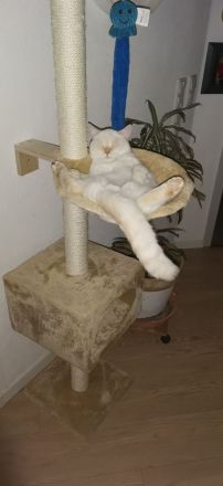 Super niedlicher Deckkater, Bkh Weiß Red Point