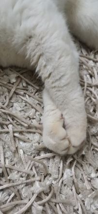 Super niedlicher Deckkater, Bkh Weiß Red Point