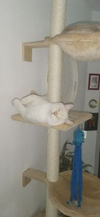 Super niedlicher Deckkater, Bkh Weiß Red Point