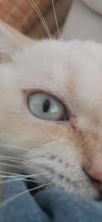 Super niedlicher Deckkater, Bkh Weiß Red Point